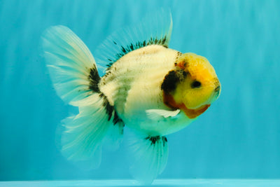 CHONKY AAA Grade Marble Button Eyes Oranda Male 6 inches #061926OR_27