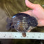 CHUBBY AAA Grade Black Blue Ranchu Female 5.5 inches #100926RC_31