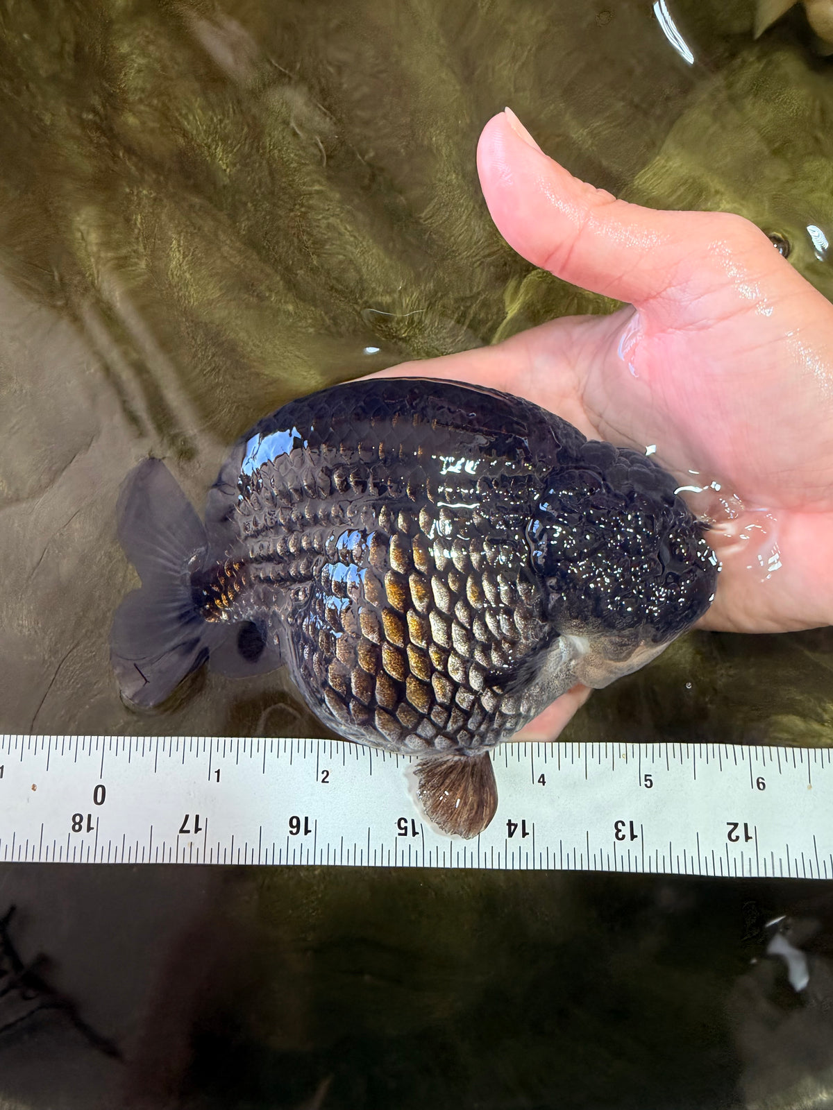 CHUBBY AAA Grade Black Blue Ranchu Female 5.5 inches #100926RC_31