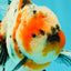 A Grade Marble Calico Oranda Male 6.5 inches #061926OR_19