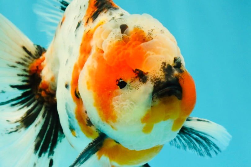 A Grade Marble Calico Oranda Male 6.5 inches #061926OR_19