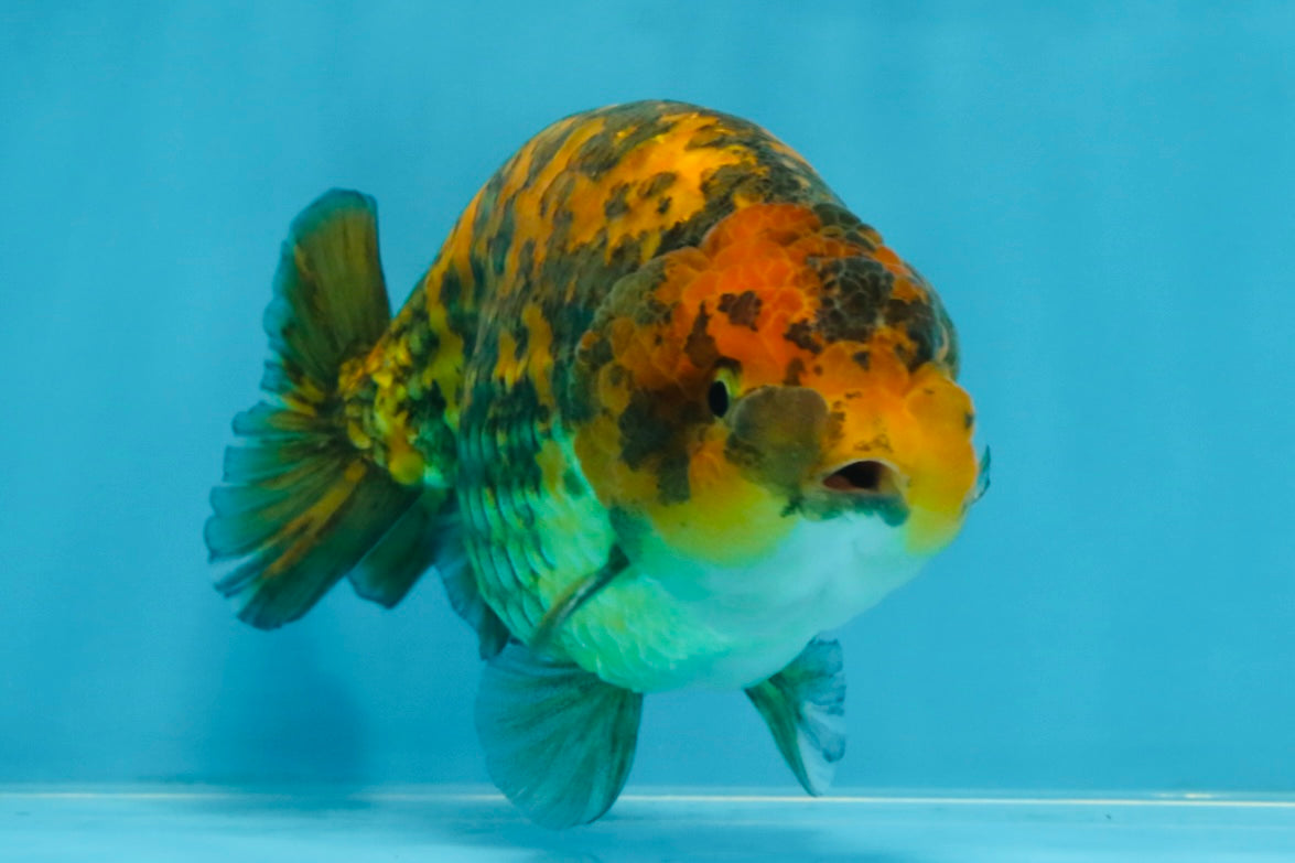 A Grade Tiger LionKing 5 inches #103125LC_14