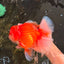 ANGER AAA Grade Broadtail Red White Oranda Male 7 inches #071026OR_05