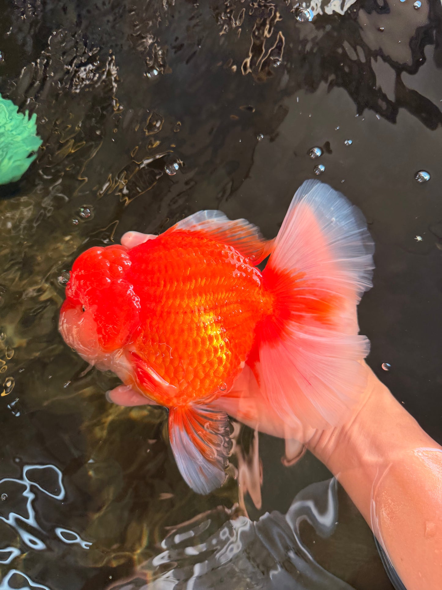 ANGER AAA Grade Broadtail Red White Oranda Male 7 inches #071026OR_05