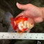 A Grade Red White Oranda Male 5.5 inches #071726OR_30