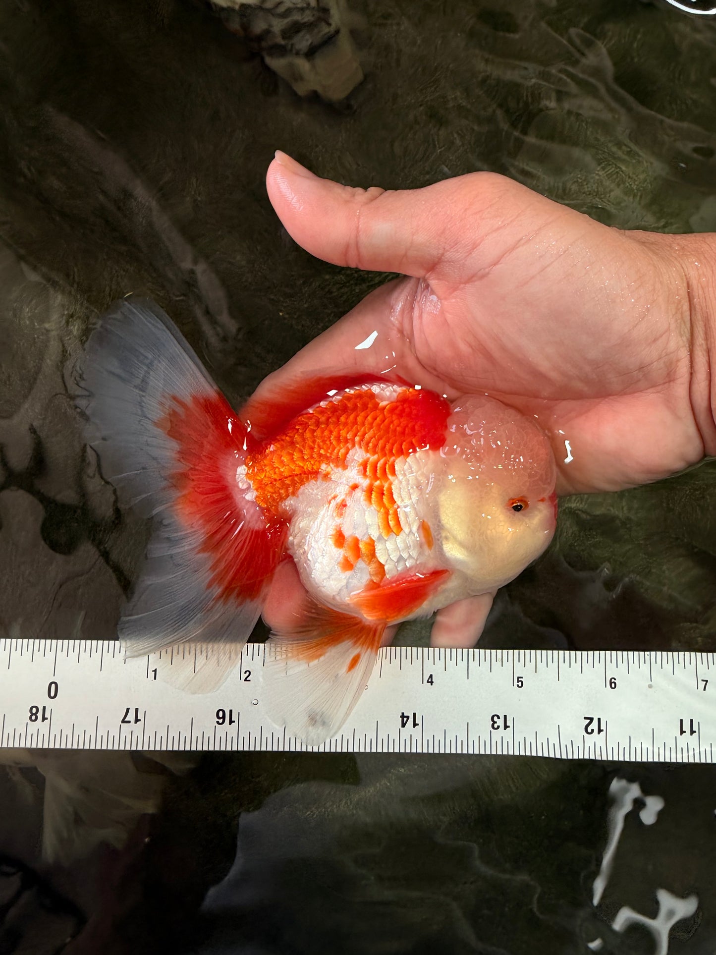 A Grade Red White Oranda Male 5.5 inches #071726OR_30