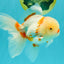 A Grade Red White Oranda Male 5.5 inches #102326OR_16