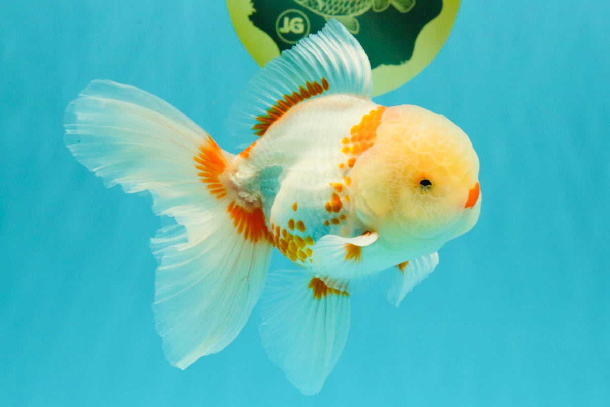 A Grade Red White Oranda Male 5.5 inches #102326OR_16