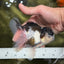 A Grade Tricolor Oranda Male 4.5-5 inches #112924OR_15