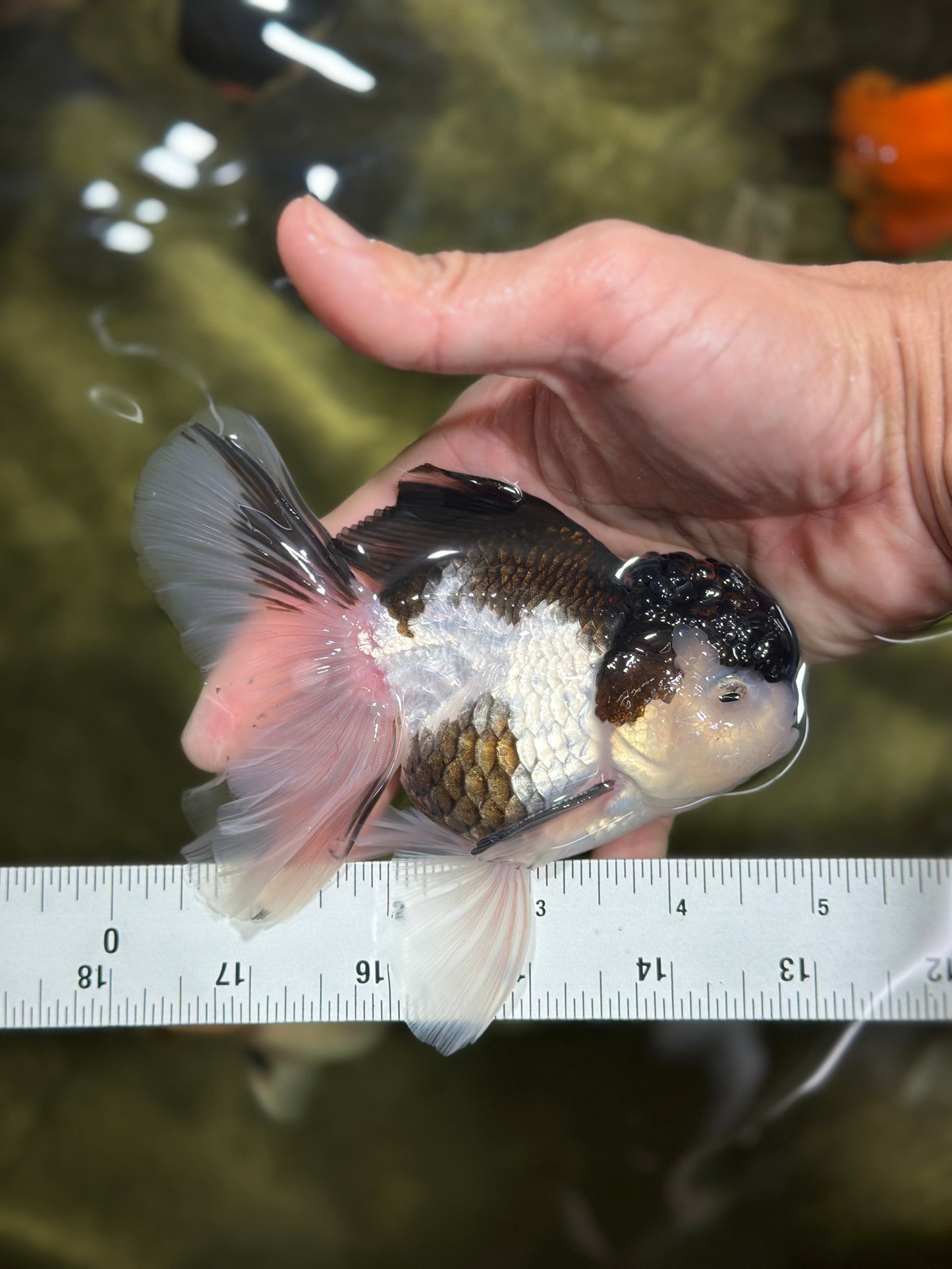 A Grade Tricolor Oranda Male 4.5-5 inches #112924OR_15