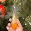 A Grade White Oranda Male 5.5-6 inches #080726OR_11