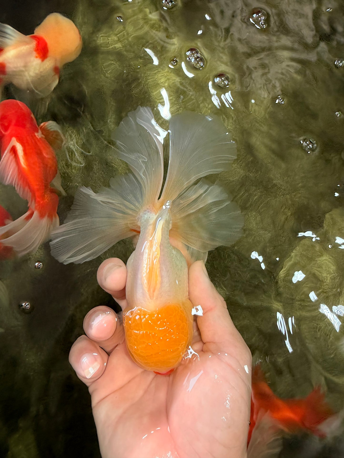 A Grade White Oranda Male 5.5-6 inches #080726OR_11
