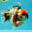AAA Grade Marble Calico Yuanbao Male 6 inches #041726YB_18