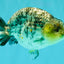 AAA Grade Special White Tiger Ranchu Male 4.5 inches #062626RC_07