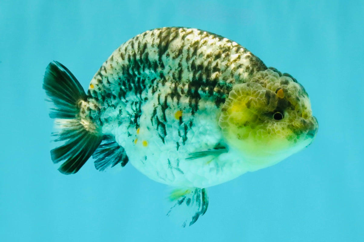 AAA Grade Special White Tiger Ranchu Male 4.5 inches #062626RC_07