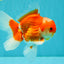 A Grade Red White Oranda Male 5.5  inches #073126OR_10