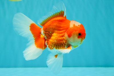 A Grade Red White Oranda Male 5.5  inches #073126OR_10