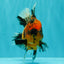 AAA Grade Tiger Oranda Male 6-6.5  inches #071026OR_36