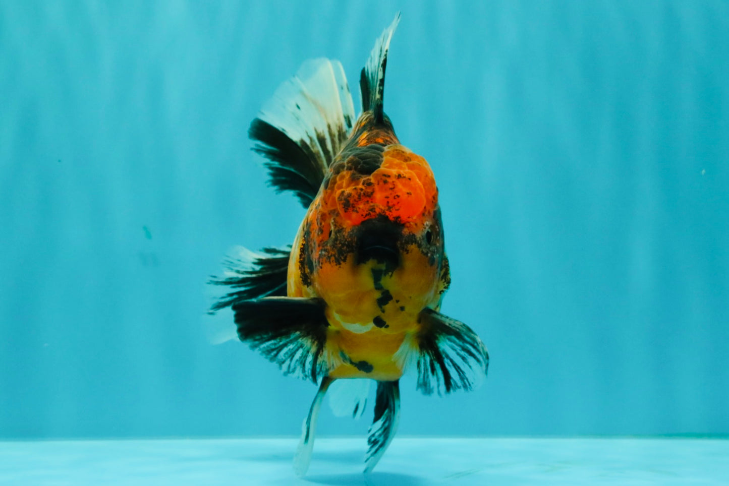 AAA Grade Tiger Oranda Male 6-6.5  inches #071026OR_36
