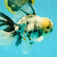 A Grade White Tiger Oranda Male 7 inches #082126OR_15