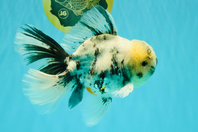 A Grade White Tiger Oranda Male 7 inches #082126OR_15