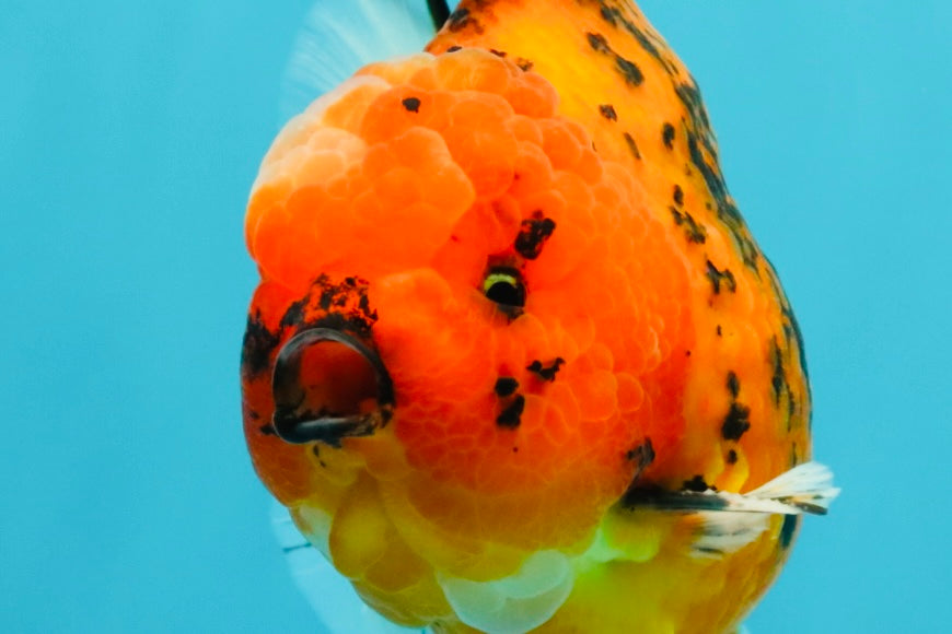 AAA Grade Godzilla Tiger Yuanbao Male 5-5.5  inches #031326YB_21