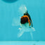 Tricolor Oranda Male 3.5-4 inches #102524OR_20