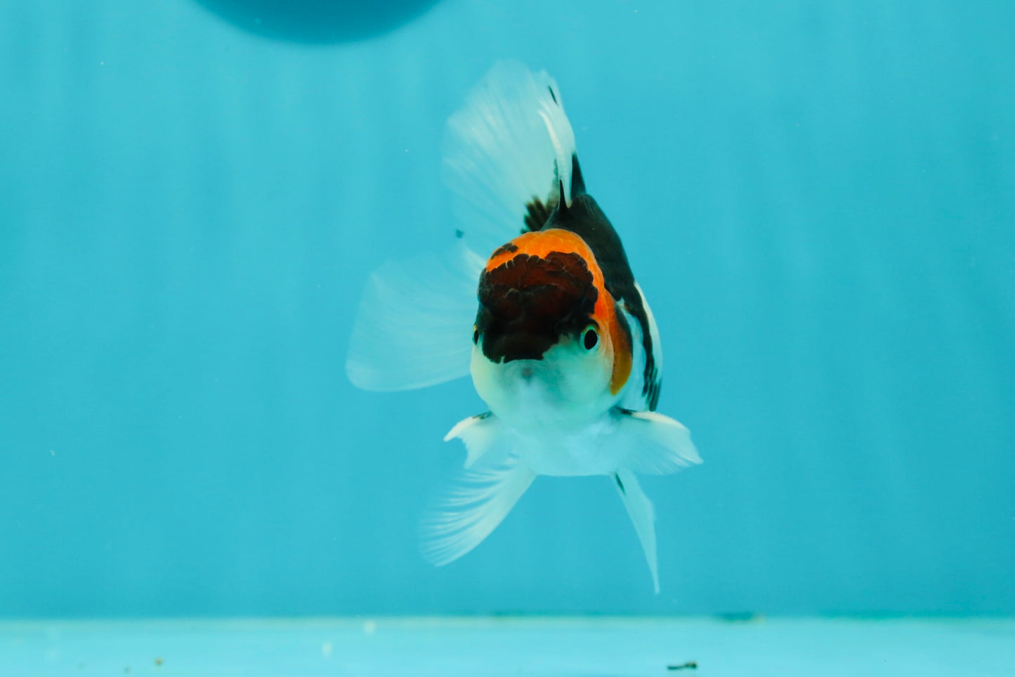 Tricolor Oranda Male 3.5-4 inches #102524OR_20