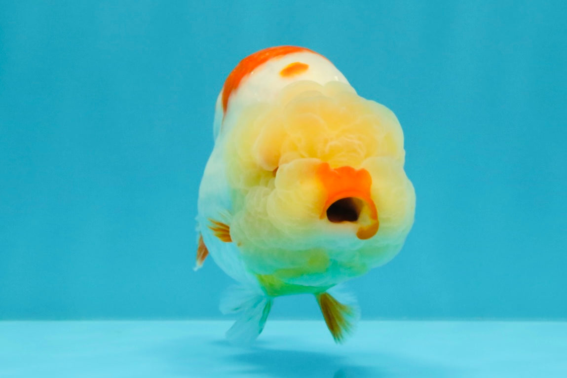 A Grade Red White LionQueen 4.5-5  inches #031326LC_09