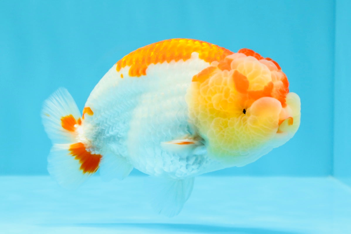 A Grade Kohaku Red White LionKing 4-4.5 inches #022026LC_17