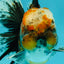 CHUBBY AAA Grade Tiger Oranda Male 5.5 inches #050126OR_08