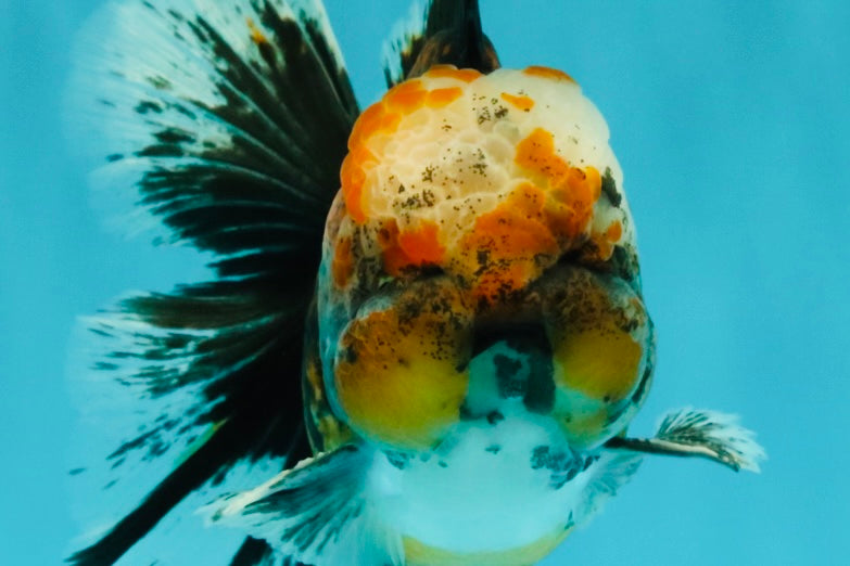 CHUBBY AAA Grade Tiger Oranda Male 5.5 inches #050126OR_08