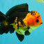 SPECIAL A Grade Apache Yuanbao Male 5-5.5 inches #051526YB_11