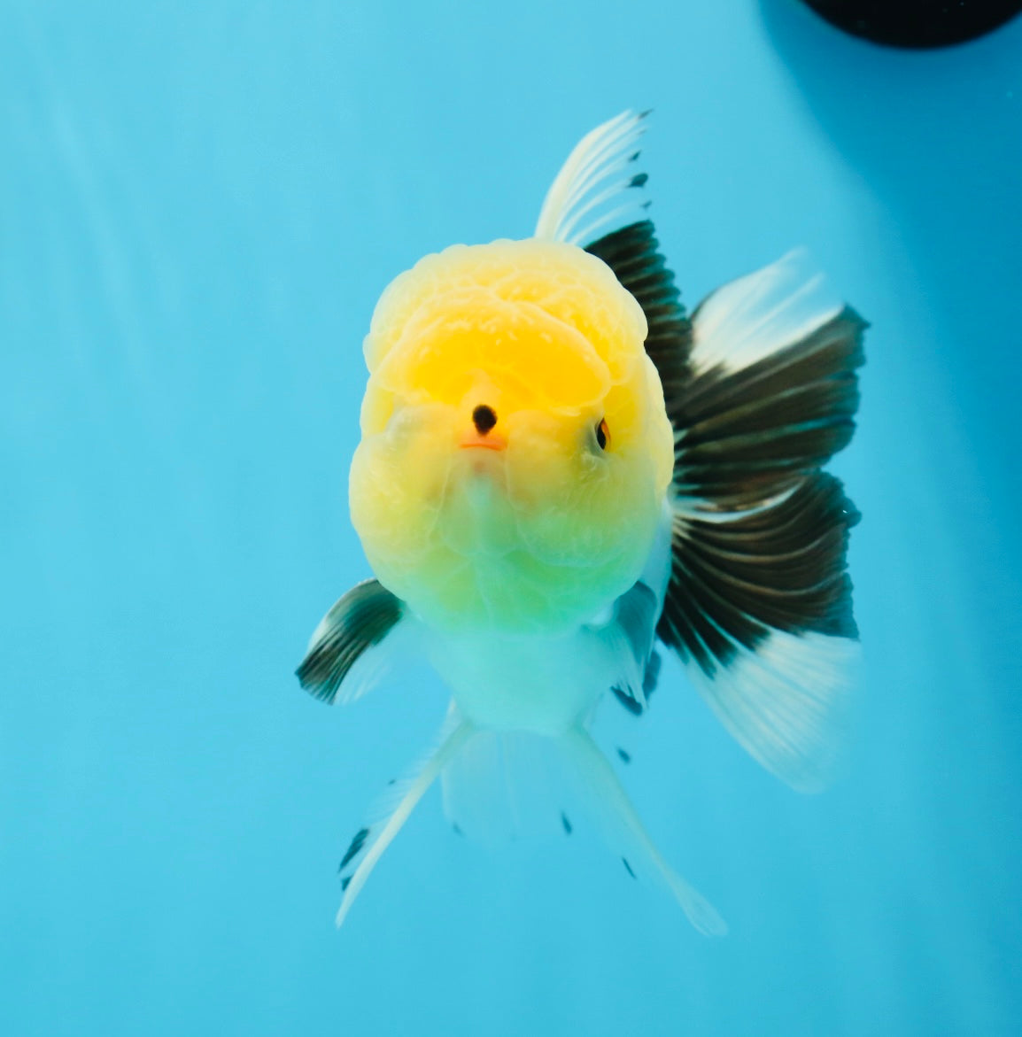 Oranda macho de cabeza de limón de grado AAA con ojos de botón, 5 pulgadas, n.º 0927OR_24