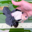 AAA Grade Panda Perfect Tail Oranda Male 5-5.5 inches #0503OR_10