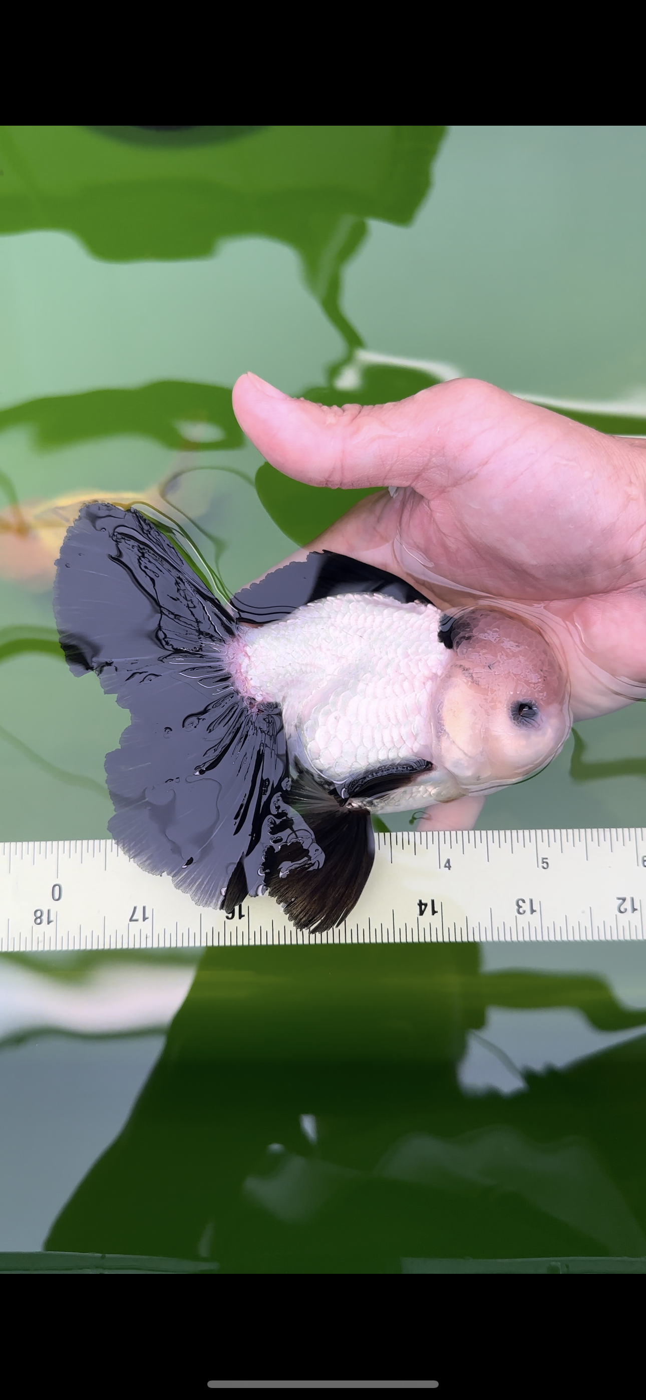 AAA Grade Panda Perfect Tail Oranda Male 5-5.5 inches #0503OR_10