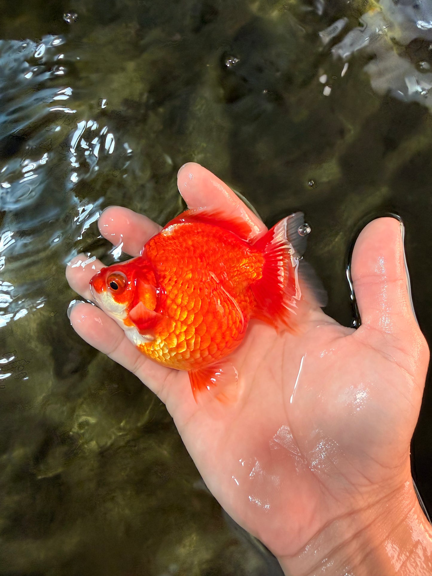 SPECIAL A Grade Jade Head Red White Ryukin Female 4 inches #042426RK_04