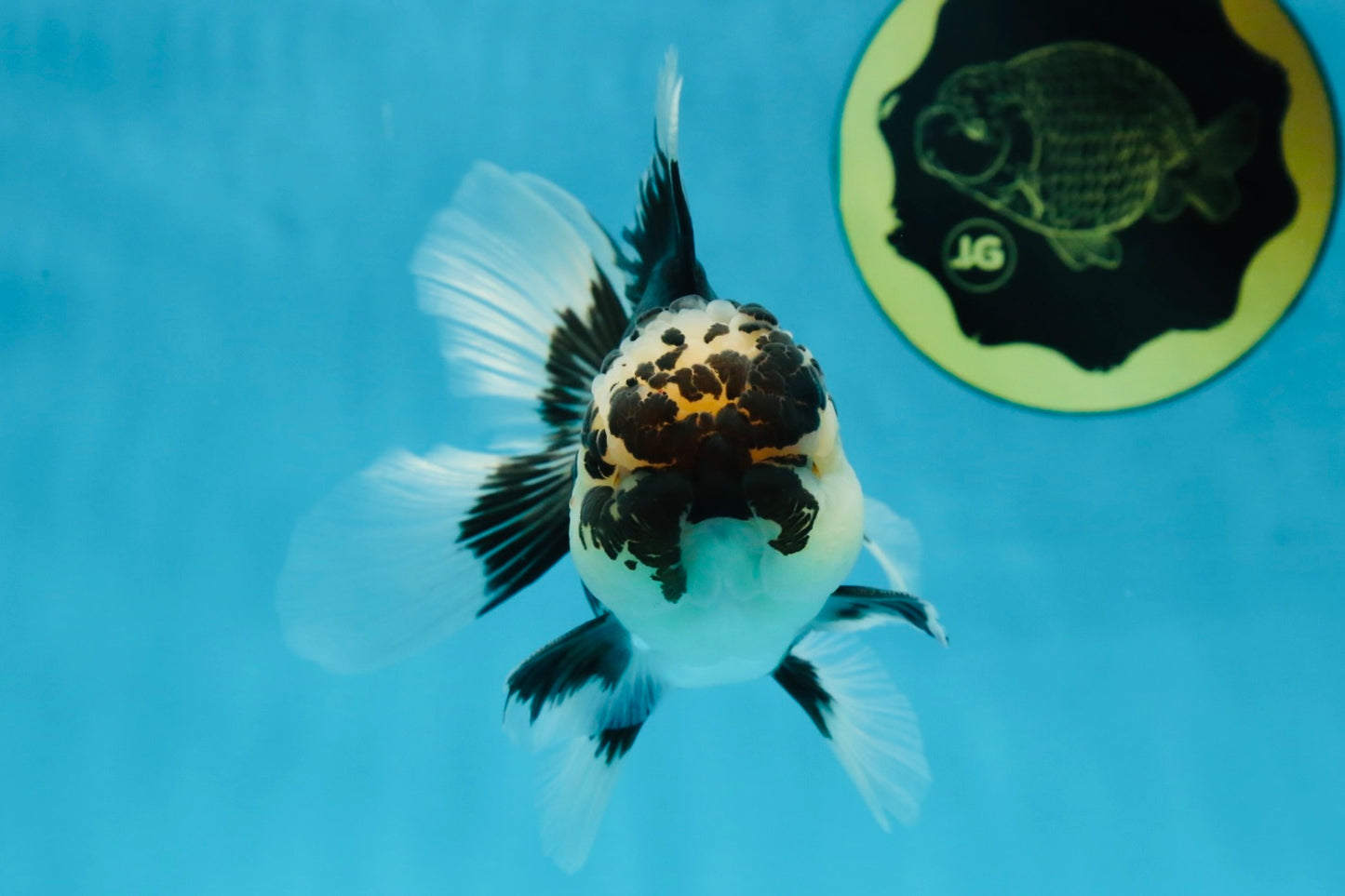 AAA Grade Panda Oranda Male 5 inches #051625OR_28