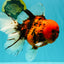 A Grade Tiger Oranda Male 7.5 inches #101626OR_19