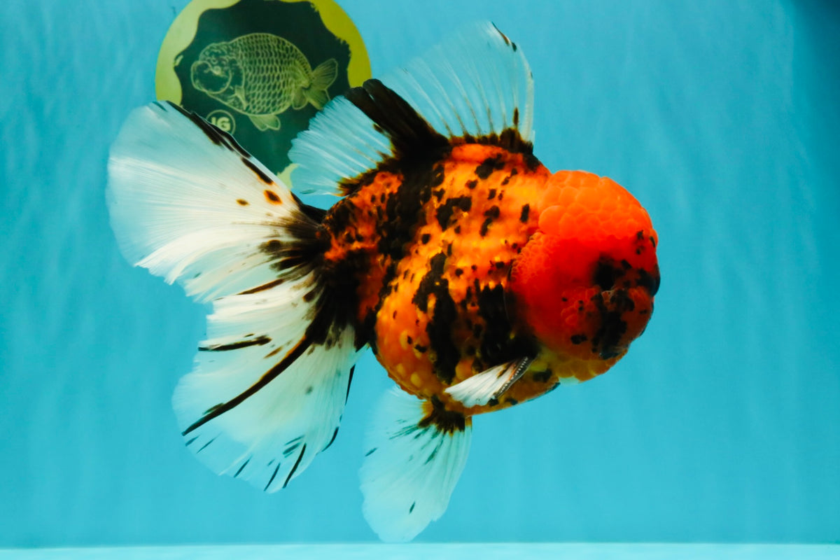 A Grade Tiger Oranda Male 7.5 inches #101626OR_19