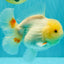 A Grade White Oranda Female 6.5 inches #071726OR_18