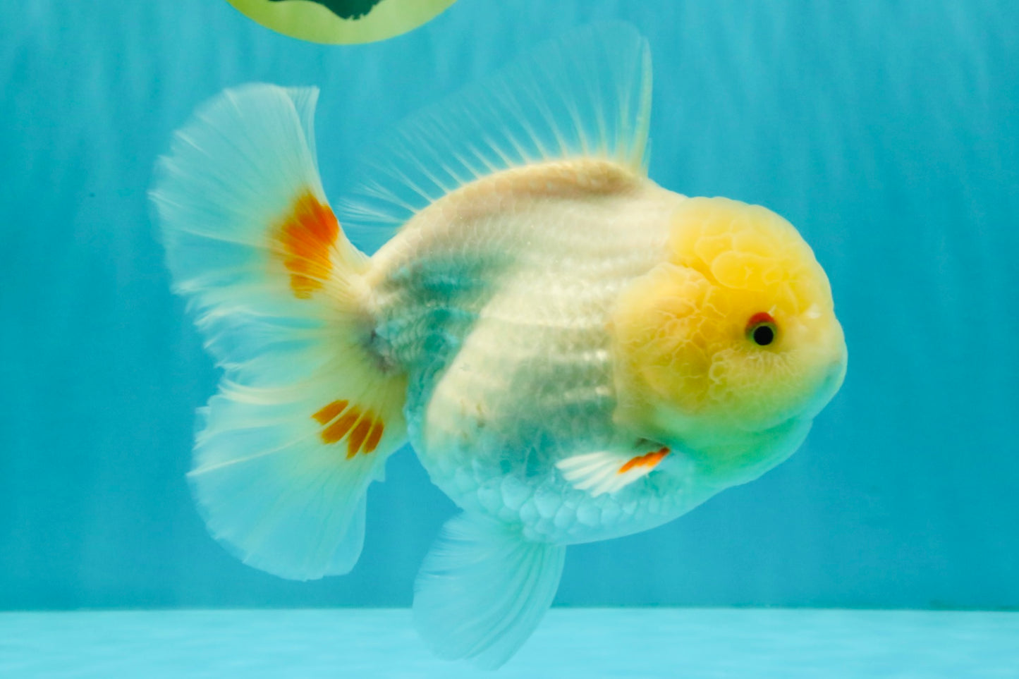 A Grade White Oranda Female 6.5 inches #071726OR_18