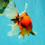 CHARLIE A Grade Tiger Oranda Male 7 inches #100926OR_10