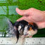 A Grade Tricolor Oranda Male 5.5 inches #0920OR_24