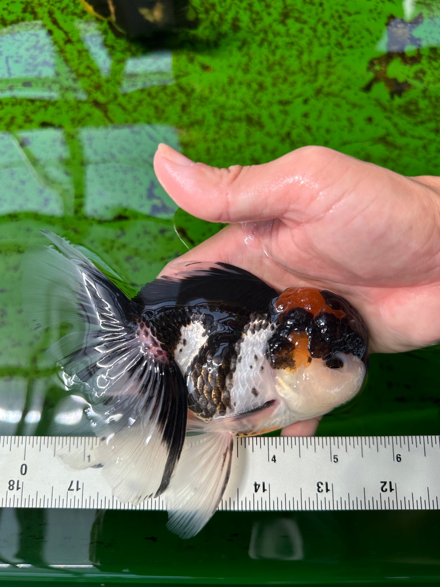 A Grade Tricolor Oranda Male 5.5 inches #0920OR_24