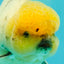 A Grade Marble Oranda Male 6 inches #062626OR_33