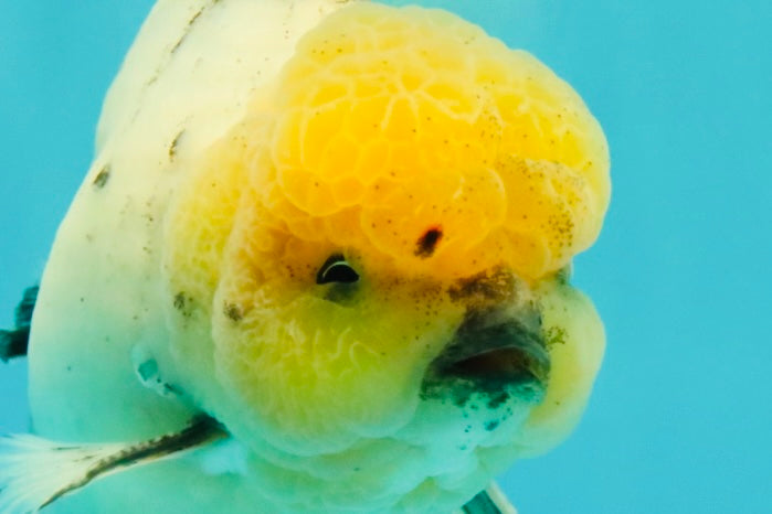A Grade Marble Oranda Male 6 inches #062626OR_33