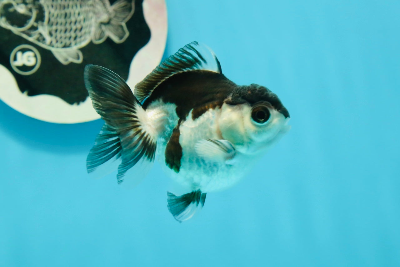 Panda Oranda Female 2.5-3 inches #1004OR_25