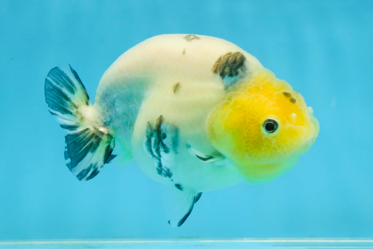 UNIQUE A Grade Chinese Cow Ranchu Female 4.5 inches #102425RC_04