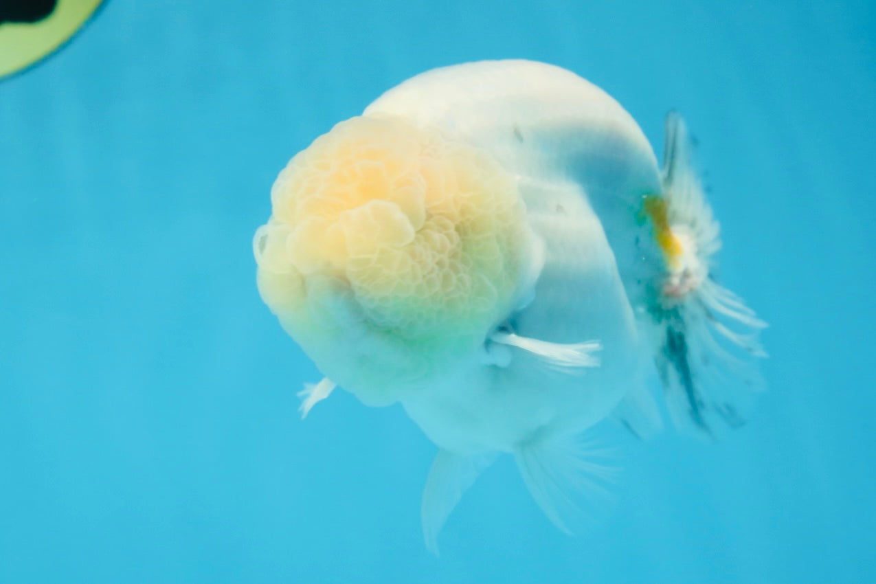 A Grade Marble LionKing Male 4.5-5 inches #070425LC_12